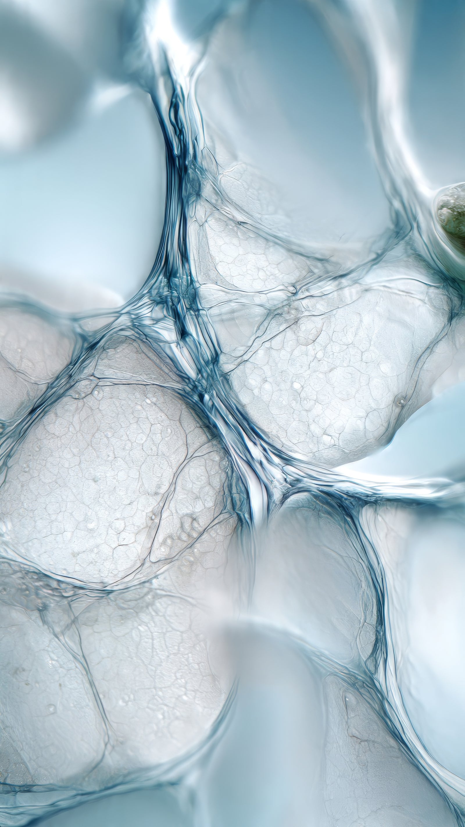 <p style="font-size: 20px;">식물유래 엑소좀(Plant-derived Exosome)</p>